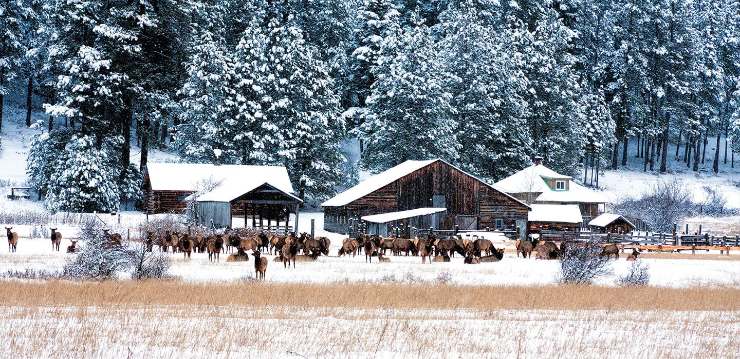 A herd of elk stands gracefully in front of wooden barns and snow-covered trees in a winter landscape, capturing the serene beauty that surrounds Suncadia.