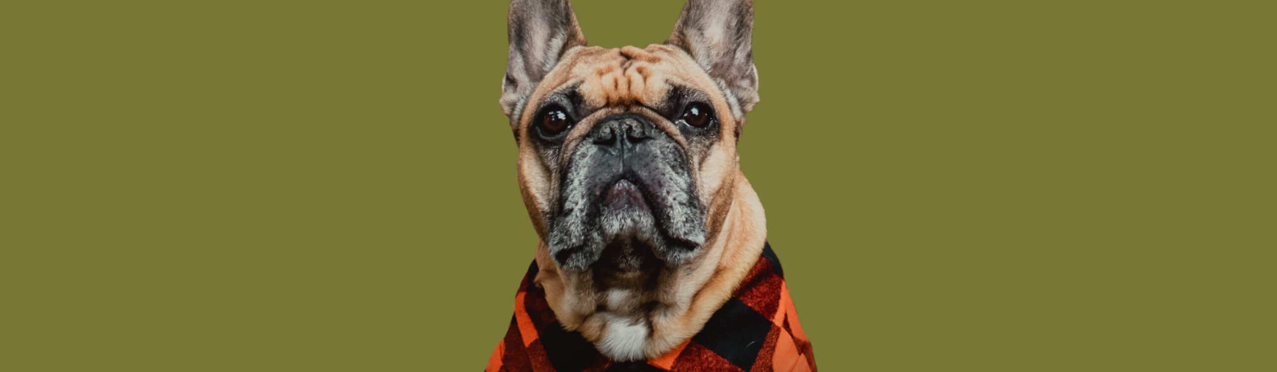 A French Bulldog wearing a red and black checkered shirt sits against a solid olive green background, exuding charm much like the inviting aesthetics of Suncadia homes.