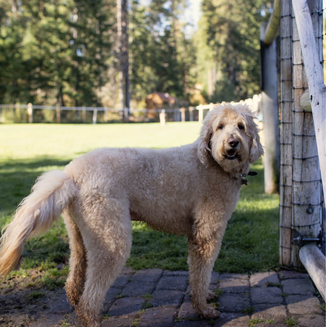 A fluffy dog stands on a patio next to a gate, looking back. Beyond, the lush greenery of Suncadia Resort in Washington provides a picturesque backdrop with its grassy yard and trees softly swaying in the breeze.