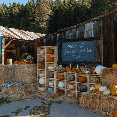 Various pumpkins and gourds are displayed on wooden shelves and hay bales in front of a rustic barn at the Sunnyside Harvest Fest.