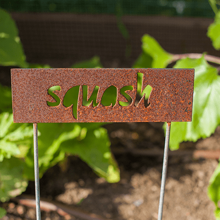 A metal garden sign with the word "squash" cut out, placed in soil with green squash leaves in the background.
