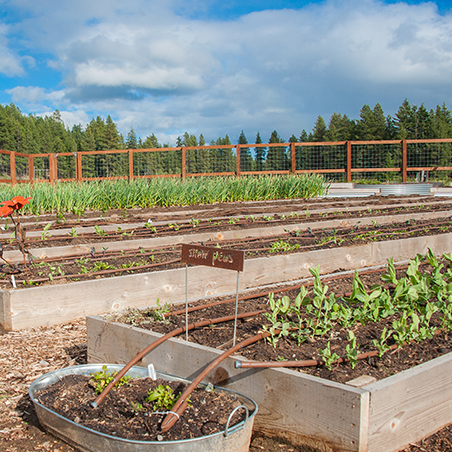 Raised garden beds with various young plants, a labeled sign reading "snap peas," and a metal container with soil and seedlings, set against a backdrop of trees and a blue sky.