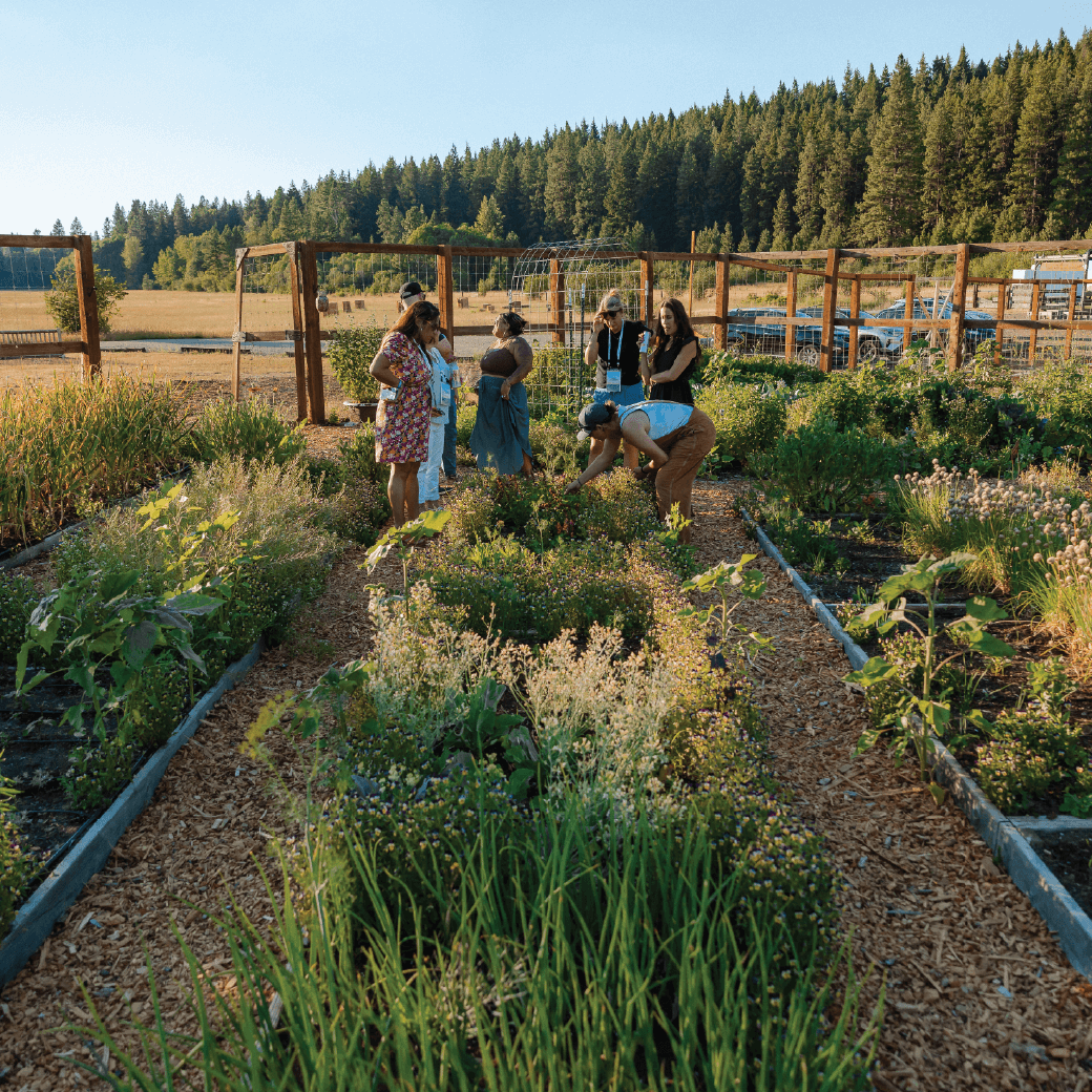 A group of people stand and examine plants in raised garden beds on a sunny day, surrounded by fields and trees.