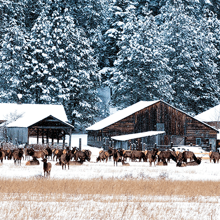 A herd of elk stands in a snowy field in front of wooden barns and snow-covered pine trees.