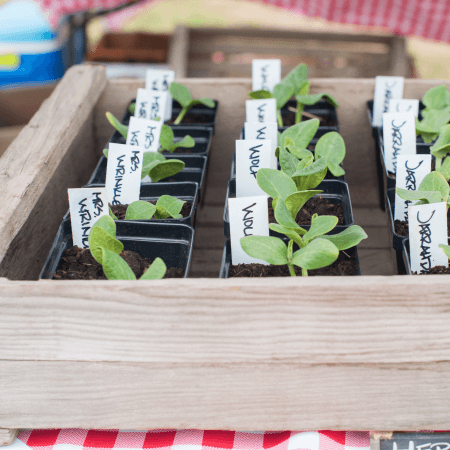 Small seedlings in black plastic pots are arranged in a wooden crate. Each pot has a white label with handwritten names. The background features a red and white checkered tablecloth.